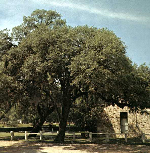 Kissing Oak-1969
